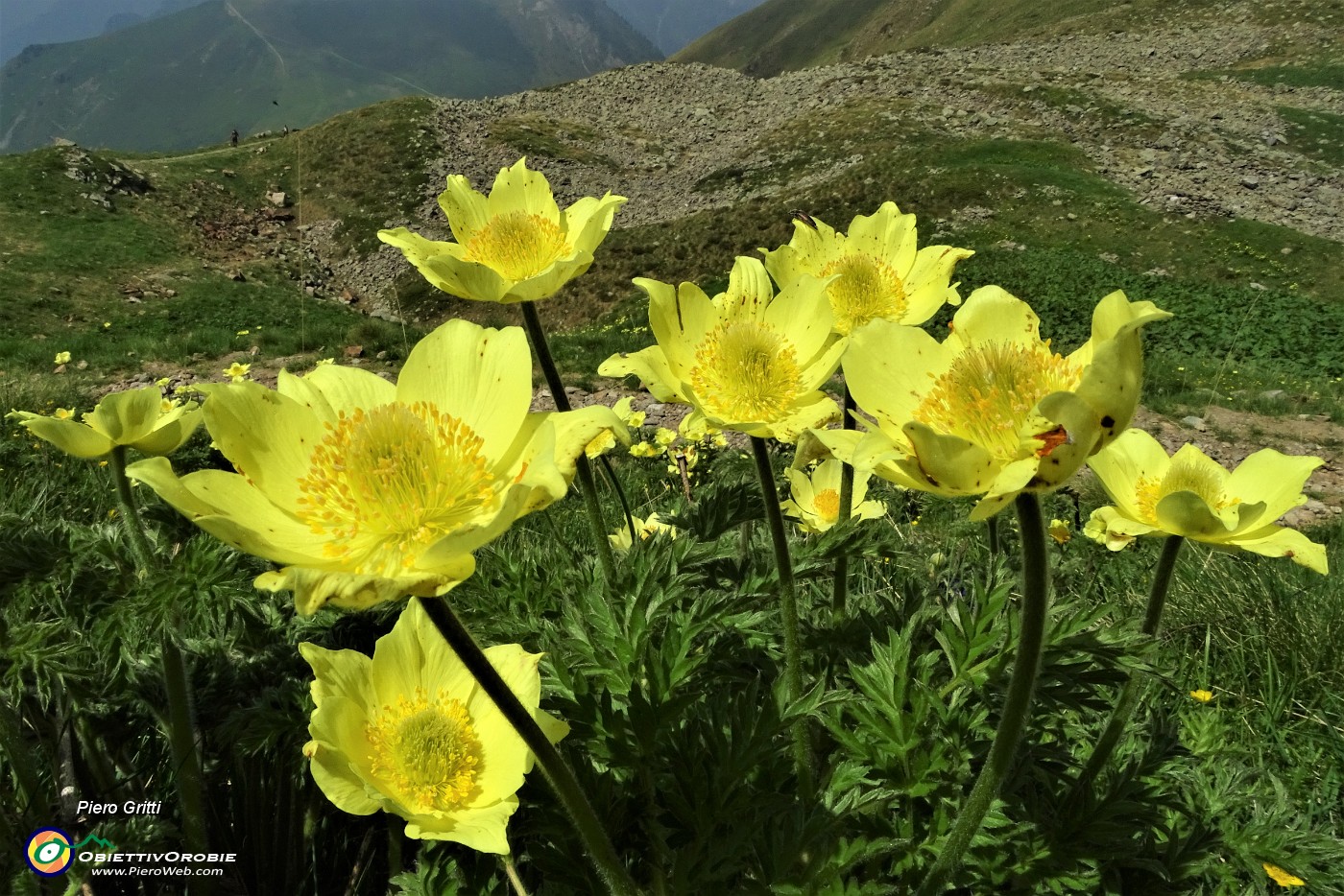 26 Pulsatilla alpina sulfurea.JPG